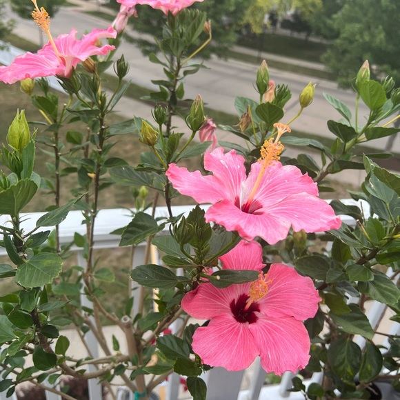 🌺 🌸🧡 Aloha 🤙🏻 - Picture 8 of 15